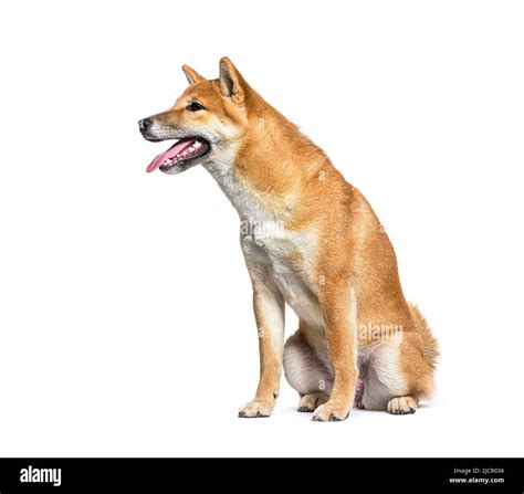 Shiba Inu Breed Profile