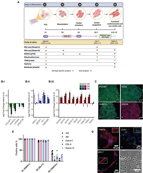 Frontiers Distinct Mitochondrial Remodeling During Mesoderm