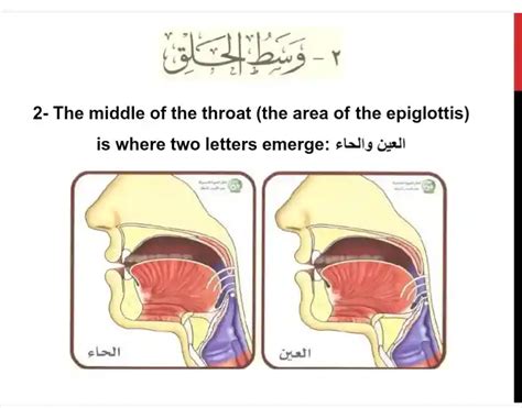 Throat Letters In Arabic, Pronunciation And Examples