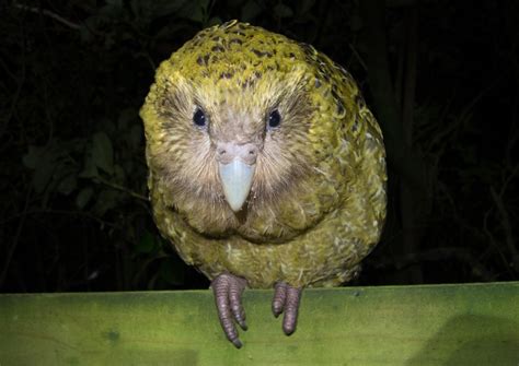 The Road Taken Kakapo Every One Of These Endearing Parrots Will Have Its Genome Sequenced