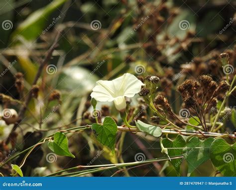 Beautiful Obscure Morning Glory Small White Morning Glory Or Ipomoea