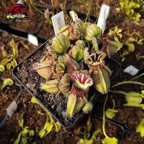 Planta Carnívora Cephalotus follicularis Como Cuidar e Cultivar