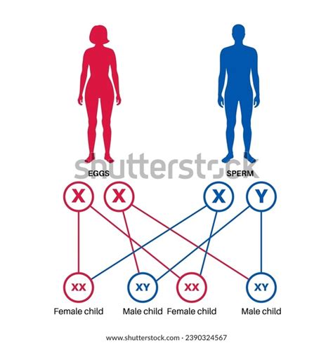 Sex Determination Humans Development Sexual Characteristics Stock Vector Royalty Free