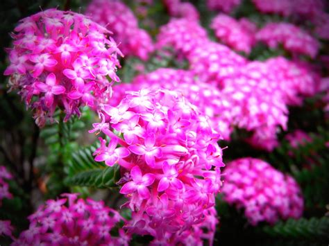 What Flowers Bloom All Year Round In Australia