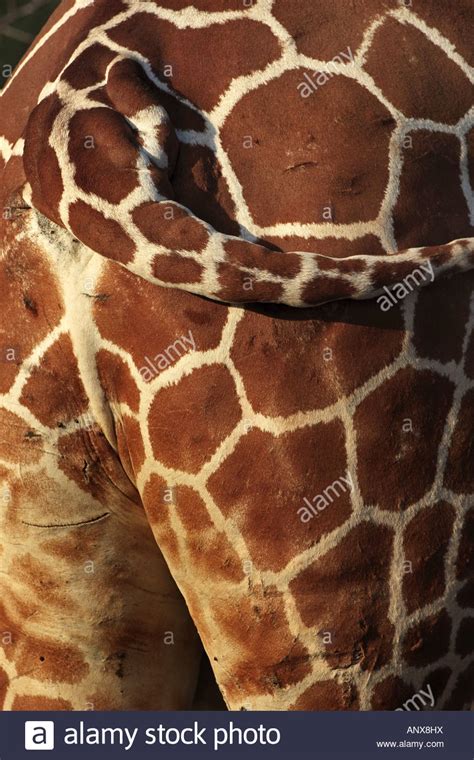 Reticulated Giraffe Giraffa Camelopardalis Recticulata Pattern Of