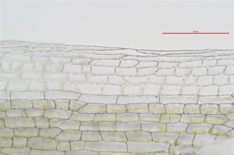 Leucobryum albidum - British Bryological Society