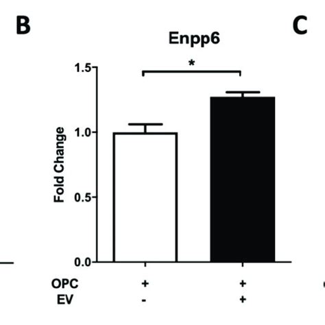 PMSC EVs Drive Oligodendrocyte Precursor Cells OPCs To A Mature
