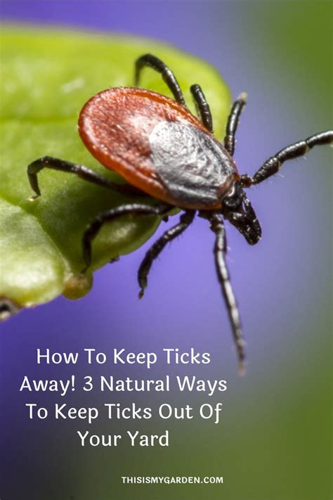 How To Naturally Keep Ticks Out Of Your Yard Get Rid Of Ticks Natural Bug Repellent Natural