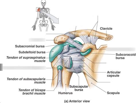 Diagram Of Shoulder Joint Glenohumeral Right Quizlet
