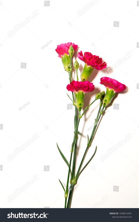 661 Hot Pink Carnations Images Stock Photos Vectors Shutterstock