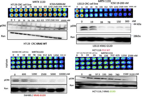 Sensitivity And PERK Suppression In Human CRC Cell Lines To MRTX As A