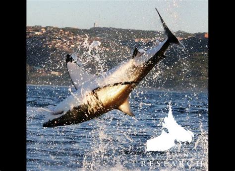 The Great White Shark Studied By Oceans Research (PHOTOS) | HuffPost Impact