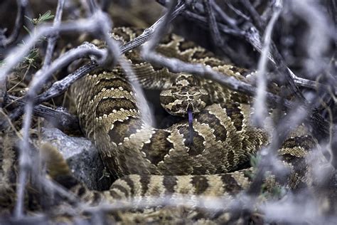 Do Rattlesnakes Climb Trees? (How high & types of trees)
