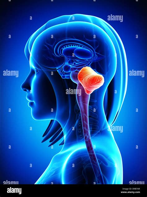 Illustration Of The Brain Section Anatomy Hi Res Stock Photography And