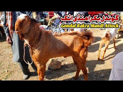 Gondal Bakra Mandi Attock Update February Turkey Dumby Youtube