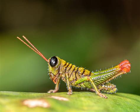 Close up of Grasshopper · Free Stock Photo