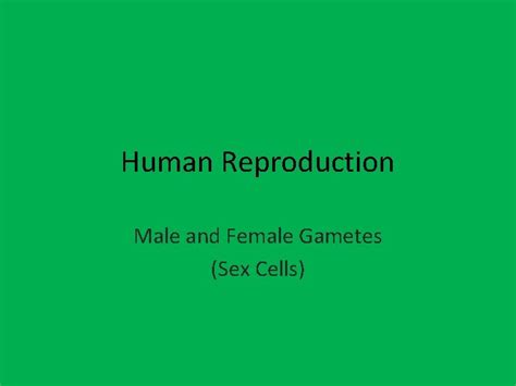 Human Reproduction Male And Female Gametes Sex Cells