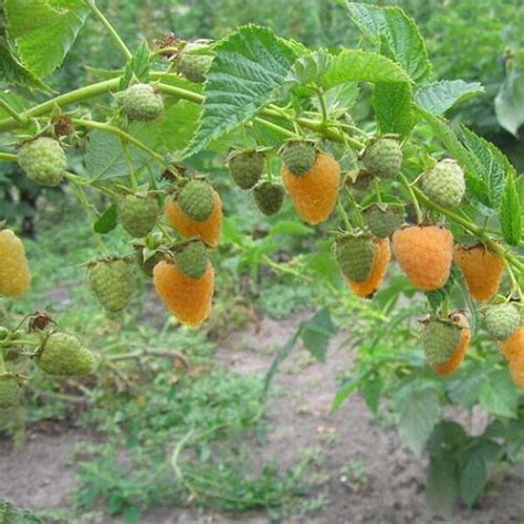 Малина Золотая Осень