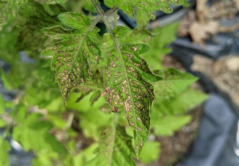 Black Spots On Tomato Leaves