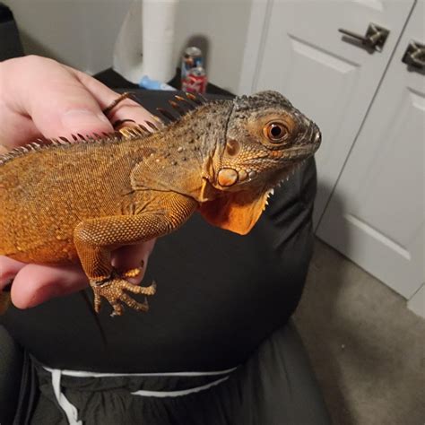 Iguanas 🦎