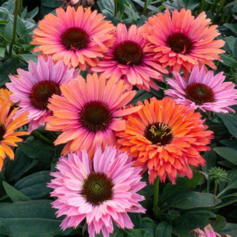 Sunseekers Rainbow Coneflower Brecks Premium Bulbs