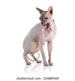 Bald Cat Cat Breed Sphinx Naked Stockfoto 223944634 Shutterstock