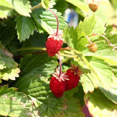 Fragaria Vesca Alexandria Fraisier Des Bois Godet De Cm Gamm Vert