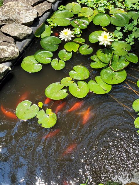 How To Plant Lily Pads In A Pond Easy Growth Guide