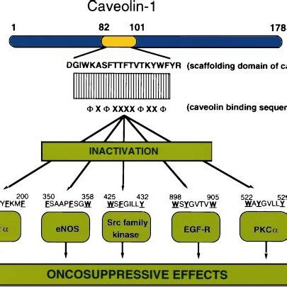 The Caveolin Scaffolding Domain And Caveolin Binding Sequence Motifs