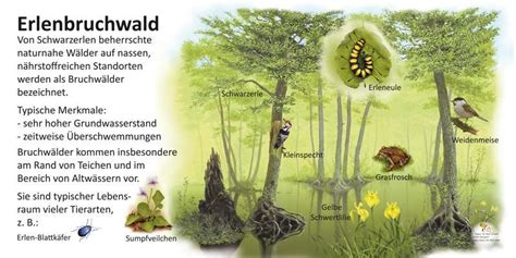 Lehrtafeln Rund Um Das Thema Wald Flora Und Fauna Im Wald Natur Im