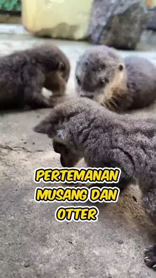 Kayaknya Aku Udah Mulai Sayang Sama Baby Musang In Kwai