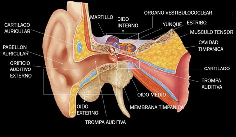 Estructura Del Oido Interno