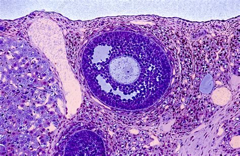 Ovarian Follicle Light Micrograph Stock Image P616 0516 Science