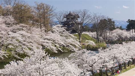 【賞櫻名勝百選】新潟 高田公園