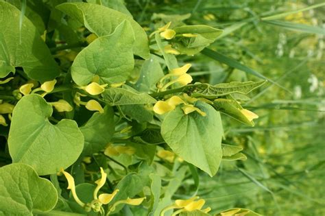 Кирказон обыкновенный (Aristolochia clematitis L.) - лекарственное ...