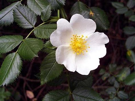 Rosaceae - Wikiwand