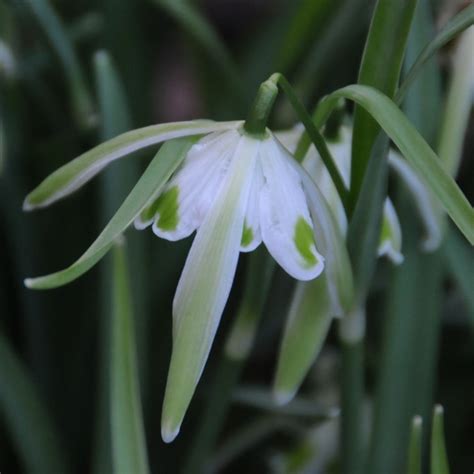 Galanthus 'Walrus' | Official site of Peter C. Nijssen