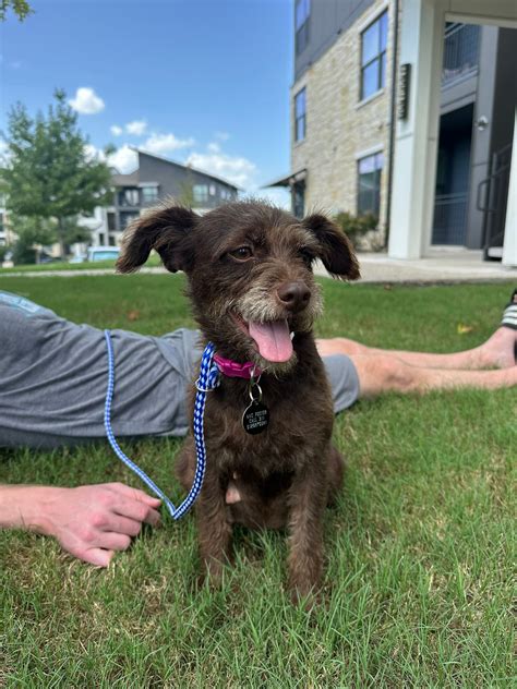 Austin Lost and Found Pets | Found pregnant pup in East Austin area