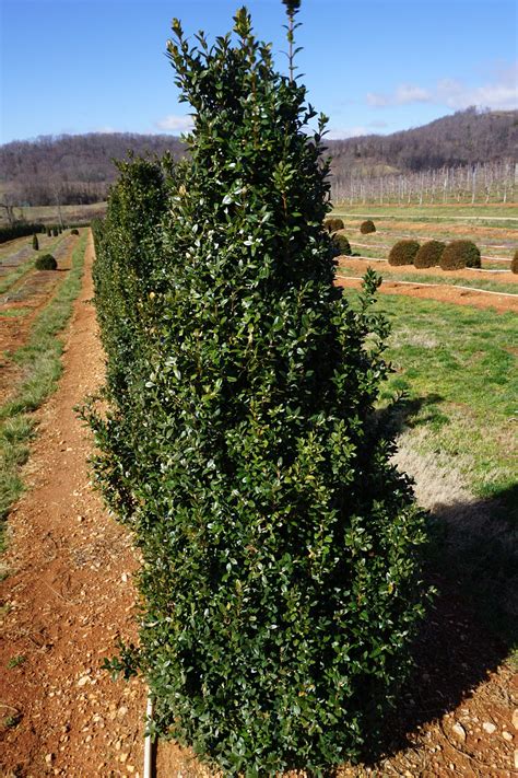 Tips On Pruning Boxwood — Newgen™ Boxwood