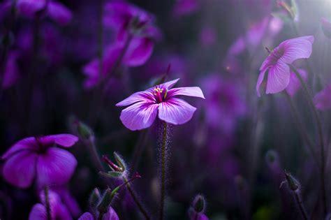 purple flowers wallpaperhd flowers wallpapersk wallpapersimages