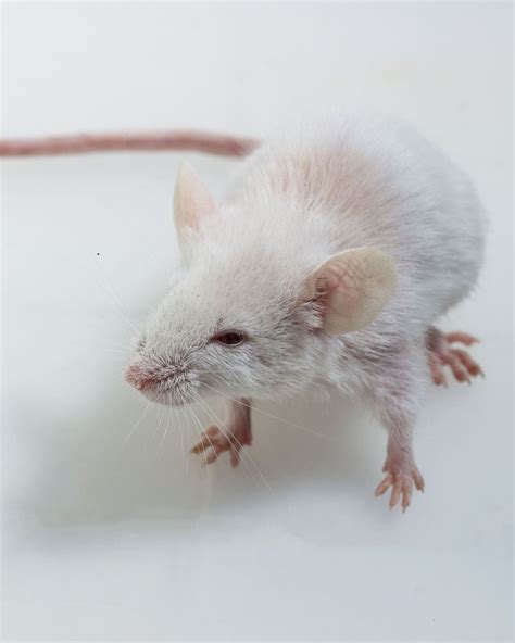 lab rat hearts pest management