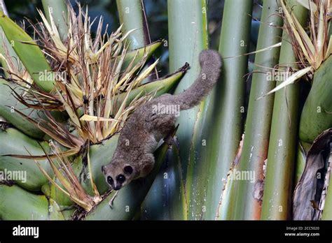 Furry Eared Dwarf Lemur Hi Res Stock Photography And Images Alamy