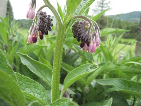 Comfrey Plant Roots