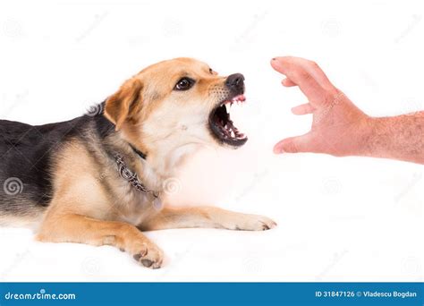Dog Biting Hand Stock Photo Image Of Biting Domestic 31847126