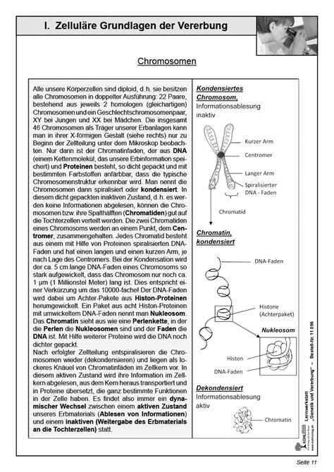 Kapitel17 Extrachromosomale Genetik Extrachromosomale Gene