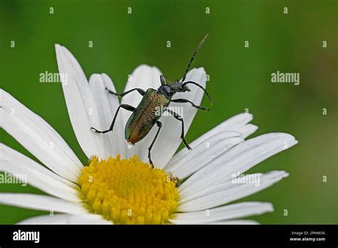 Hippotragus bluebuck antelope hi-res stock photography and images - Alamy