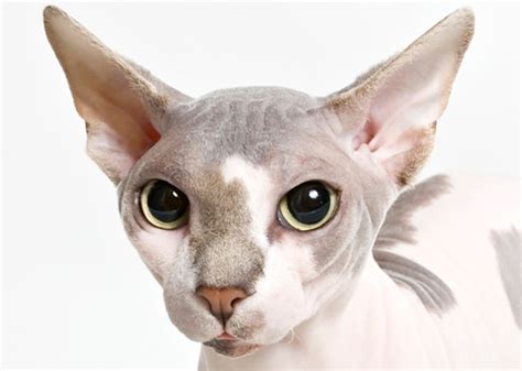 Top 10 cat breeds in America - Slideshows and Picture Stories - TODAY.com