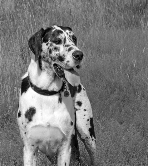 Great Dane Dog Free Stock Photo - Public Domain Pictures