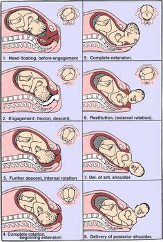 25 Best Stages of labor ideas | ob nursing, nursing mnemonics, nursing study