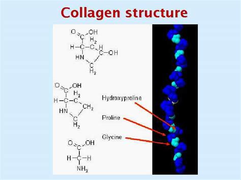 BIOCHEMISTRY OF EXTRACELLULAR MATRIX Collagen Structure